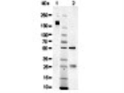 SDS-PAGE: Sheep IgG Isotype Control [NBP1-97055]